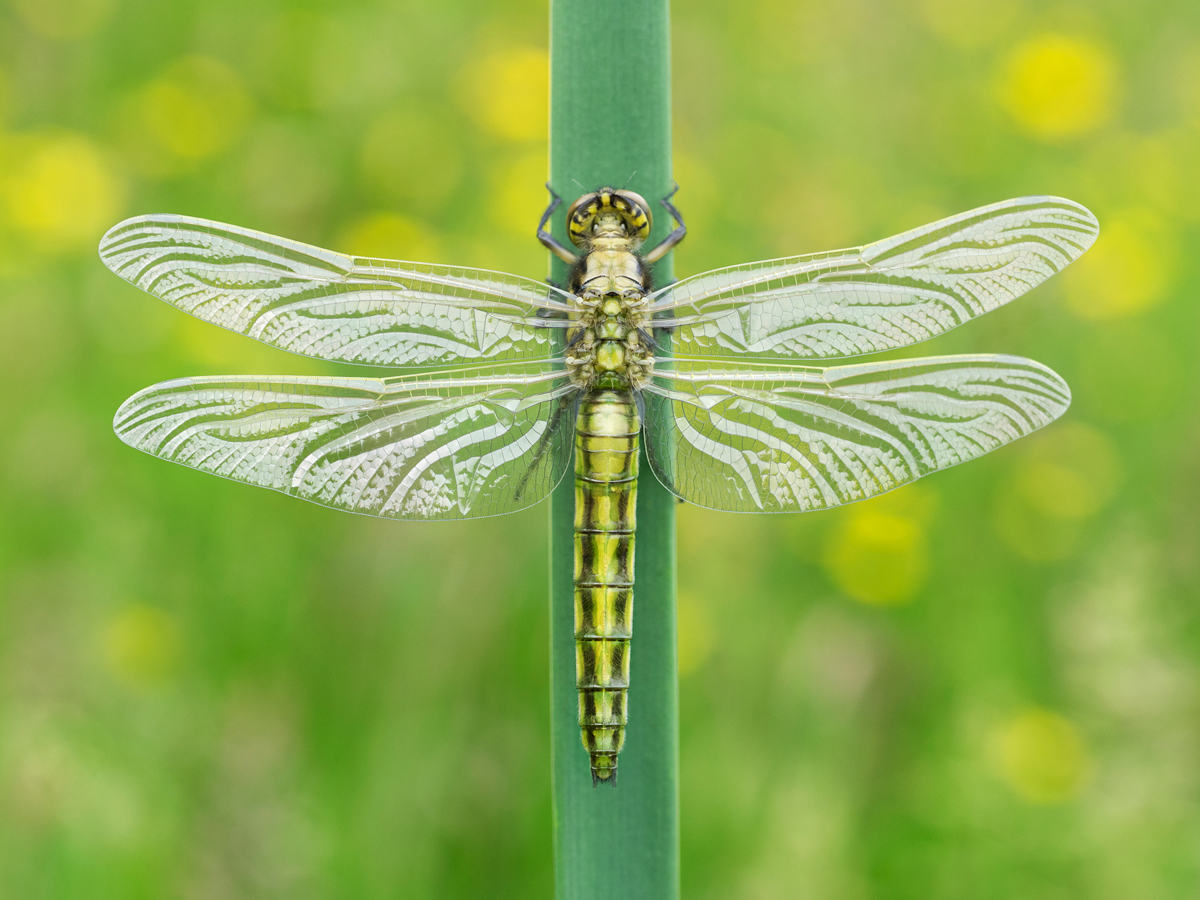 Black-Tailed Skimmer female 5